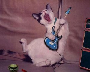 miao miao rockcat:-)